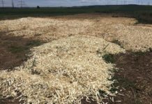Tonnenweise Spargel in Flonheim entsorgt