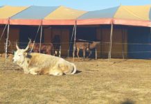 Wird gestrandeter Circus in Alzey zum Politikum?