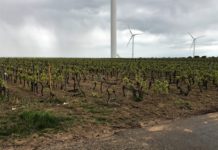 Fahrer flüchtet nach Unfall im Weinberg / Zeugen gesucht