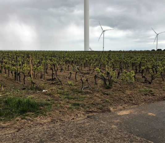 Fahrer flüchtet nach Unfall im Weinberg / Zeugen gesucht