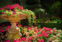 BÜRGERWETTBEWERB IN ALZEY: „VOM SCHOTTERGARTEN ZUM NATURPARADIES“