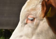 Entlaufener Bulle soll gerettet werden