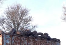 Zahlreiche großformatige Altreifen illegal entsorgt