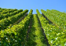 Albig: Mysterium Schloss Hammerstein