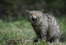 Wildkatzenbabys im Vorholz – Bitte nicht ´retten´!