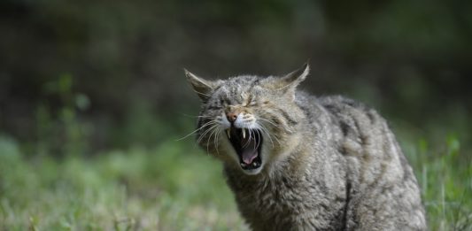 Wildkatzenbabys im Vorholz – Bitte nicht ´retten´!