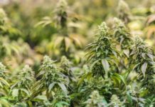 Inhaftierter Drogendealer war Jugendtrainer in Alzey