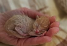 Katzenhilfe Mainz e.V. schlägt Alarm und fordert Umsetzung des Kastrationsgesetzes