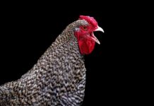 Hühnerdieb in Alzey – Polizei sucht Zeugen