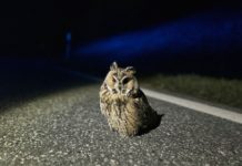 Polizei rettet Eule