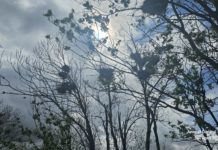 Sturm zerstört Saatkrähenkolonie an der A 61