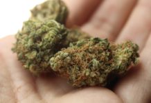 Einführung des Gesetzes zum Umgang mit Konsumcannabis (KCanG)- die Polizei informiert