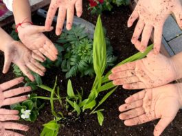 Alzeyer Schulen pflanzen Blumen für das Stadtbild