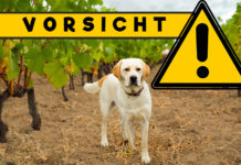 Gefahr für Hunde in Weinbergen