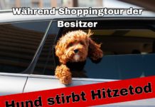Hunde beim shoppen im Auto gelassen – Hitzetod!