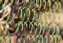 Afrikanische Schweinepest soll mit Hilfe von Zaun eingedämmt werden