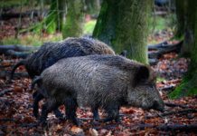 Afrikanische Schweinepest im Kreis Alzey-Worms bestätigt –