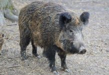 Vermutlich Fall von Afrikanischer Schweinepest im Landkreis Alzey-Worms