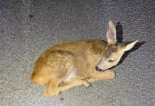 Schlafendes Rehkitz von Autobahn gerettet