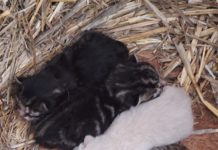 Flomborn – junges Katzenbaby aus Anwesen gestohlen