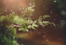 Aller guten Dinge sind drei – ein Gruß zum dritten Advent