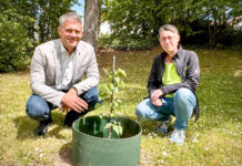 Nachwuchs für Alzeys Naturdenkmal – Maulbeerbaum am Schlosspark erhält Nachkommen im Stadtgarten