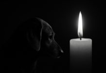 Alzeyer Zeitung übernimmt Kosten – 13-jährige Hündin von Leid erlöst