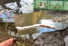 UMWELTSKANDAL BEI NIEDER-WIESEN?