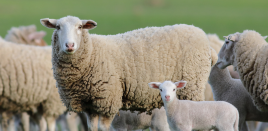 Blauzungenkrankheit BTV-8: Ganz Rheinland-Pfalz wird zur Restriktionszone