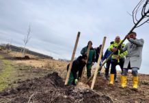Begrünung rund um das Industriegebiet Ost läuft an