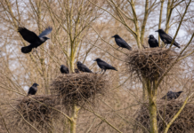 Ausnahmegenehmigung zur Vergrämung von Saatkrähen an Schule in Alzey