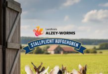 Vogelgrippe: Veterinäramt hebt Stallpflicht auf