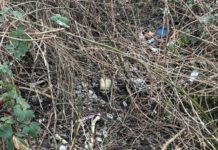 Knochenfund nahe Bahndamm beschäftigt Kriminalpolizei