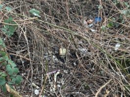 Knochenfund nahe Bahndamm beschäftigt Kriminalpolizei