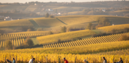 Ortsgemeinde pflanzt Trittstein in Rebenmeer – WaldInsel entsteht im rheinhessischen Ensheim