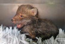 Jungfuchs in kritischem Zustand entdeckt – Alzeyer Zeitung leitet schnelle Rettungskette ein