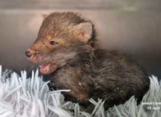 Jungfuchs in kritischem Zustand entdeckt – schnelle Rettungskette wurde eingeleitet