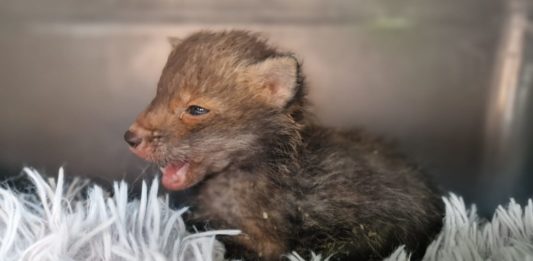 Jungfuchs in kritischem Zustand entdeckt – schnelle Rettungskette wurde eingeleitet