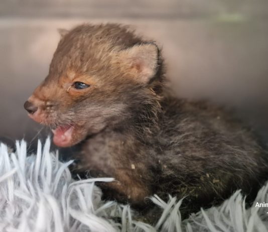 Jungfuchs in kritischem Zustand entdeckt – schnelle Rettungskette wurde eingeleitet