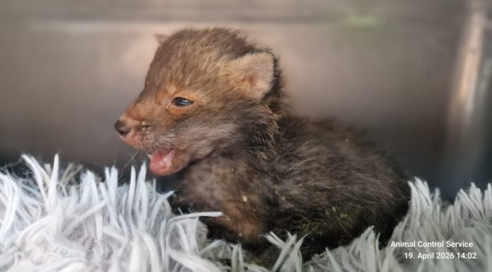 Jungfuchs in kritischem Zustand entdeckt – schnelle Rettungskette wurde eingeleitet