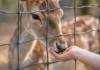 RfK bekräftigt: Damwild soll weiterleben – Herde bleibt bis zu neuer Unterbringung in Alzey!