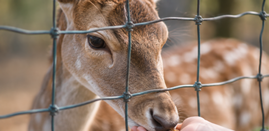 RfK bekräftigt: Damwild soll weiterleben – Herde bleibt bis zu neuer Unterbringung in Alzey!