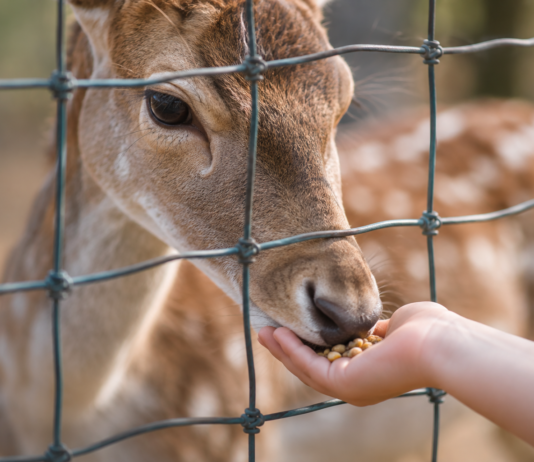 RfK bekräftigt: Damwild soll weiterleben – Herde bleibt bis zu neuer Unterbringung in Alzey!